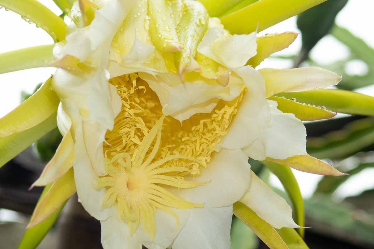 A close up of a dragon fruit flower showing the anthers and stigma.