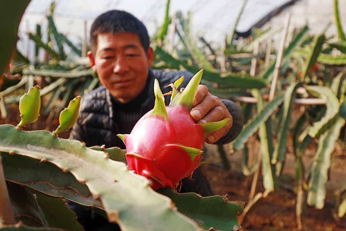 A close up horizontal image of a gardener harvesting a ripe dragon fruit from the plant.