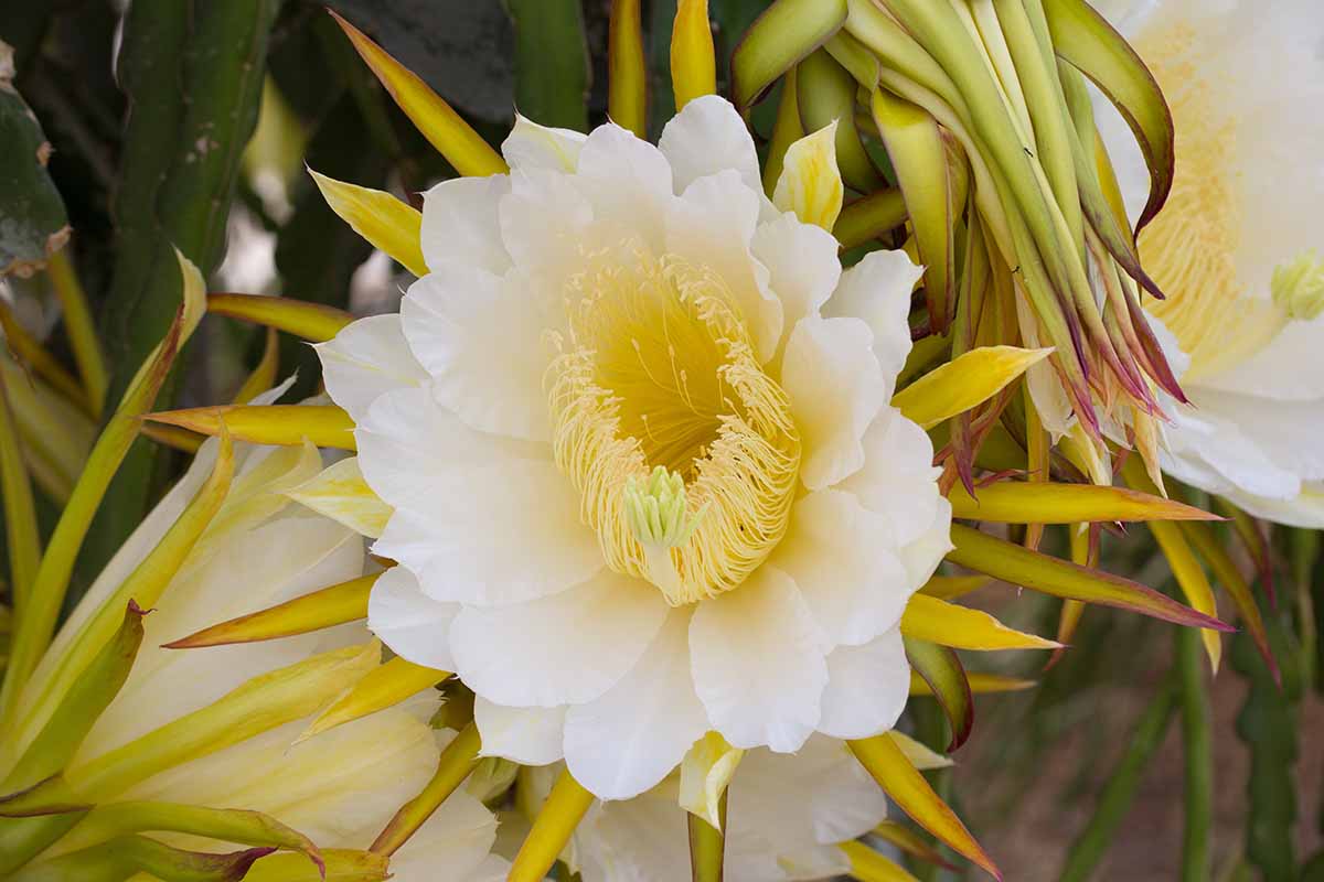 A close up horizontal image of a yellow dragon fruit flower growing in the garden.