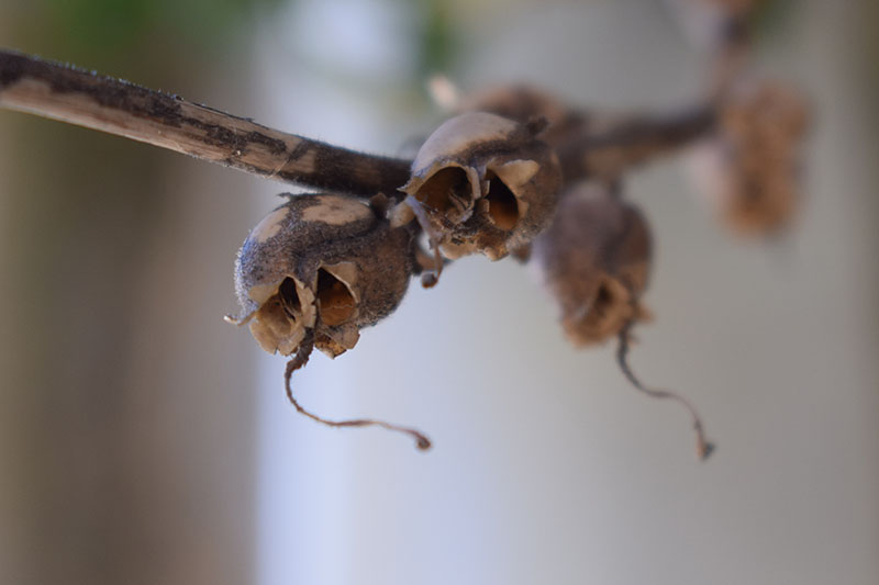 A close up horizontal image of the dried seed pods of a snapdragon flower pictured on a soft focus background.