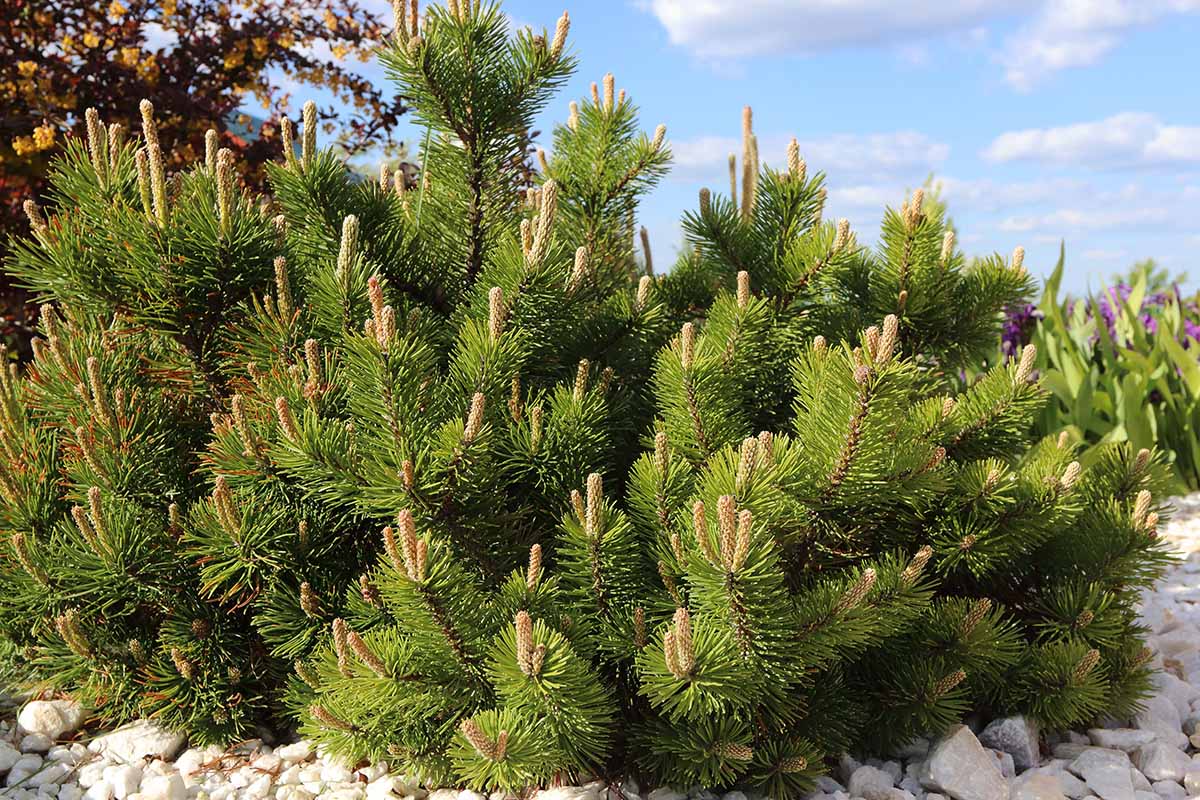 A horizontal image of a mugo pine growing in a rock garden pictured on a blue sky background.