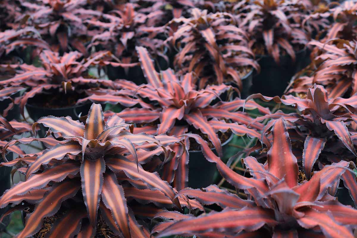 A close up horizontal image of earth star bromeliads (Cryptanthus bivittatus) growing in pots.
