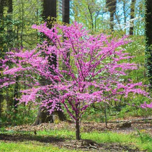 A square image of an eastern redbud tree with pink blossoms growing in a woodland location.