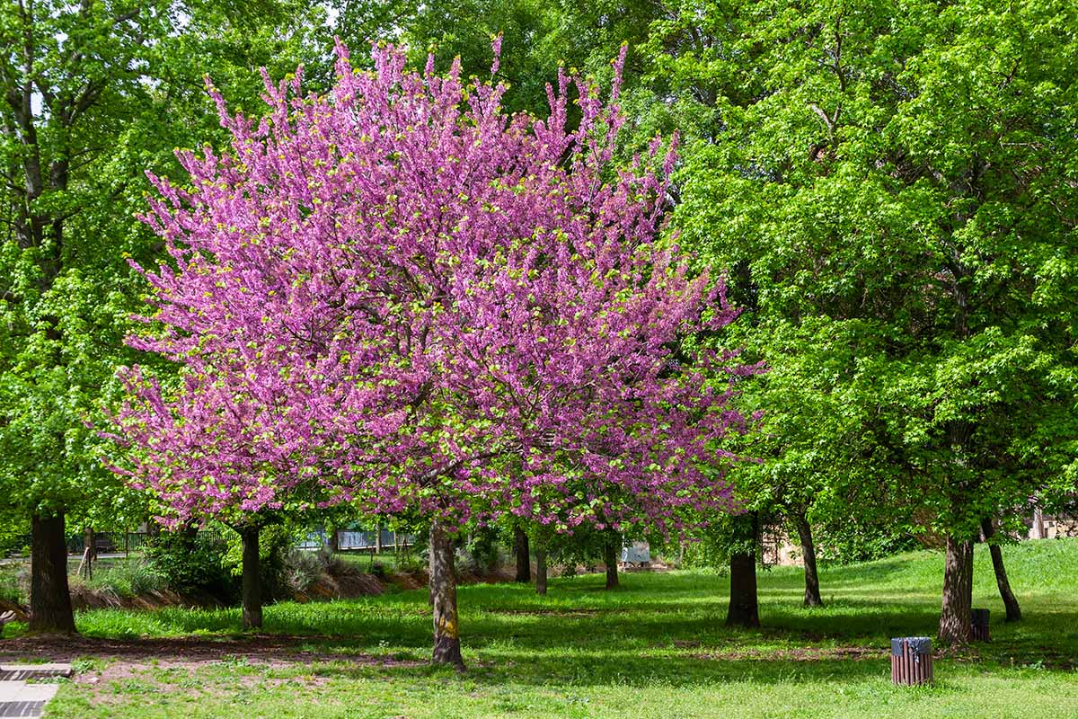 A horizontal image of a park like setting with an eastern redbud tree (Cercis siliquastrum) with red flowers.