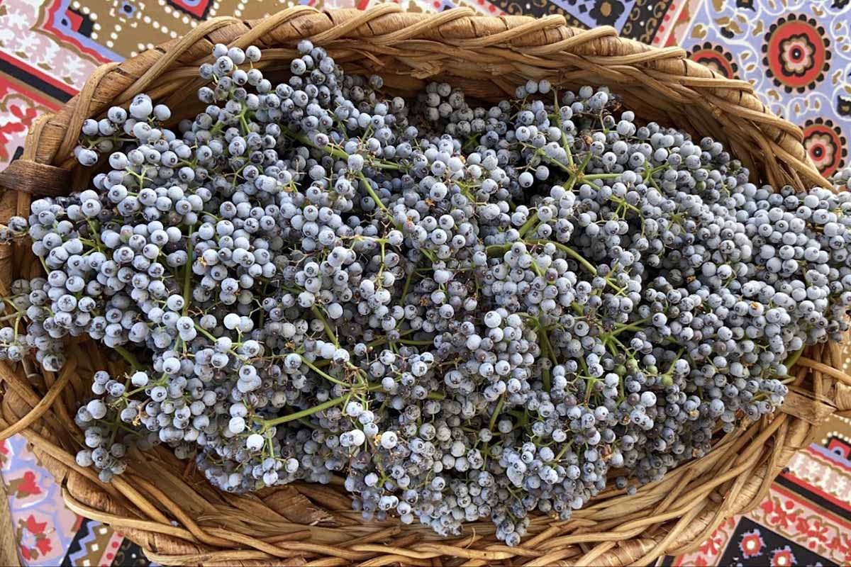 A close up horizontal image of a basket filled with freshly harvested elderberries set on a colorful tablecloth.