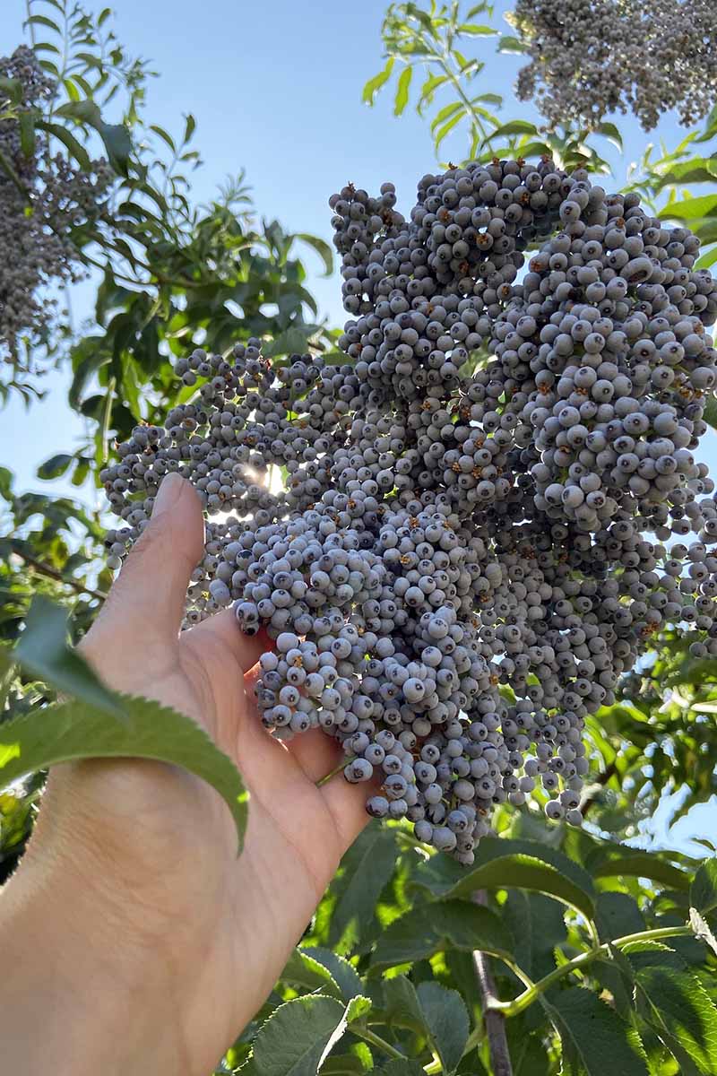 A close up vertical image of a hand from the bottom of the frame holding a large bunch of ripe elderberries pictured on a blue sky background.