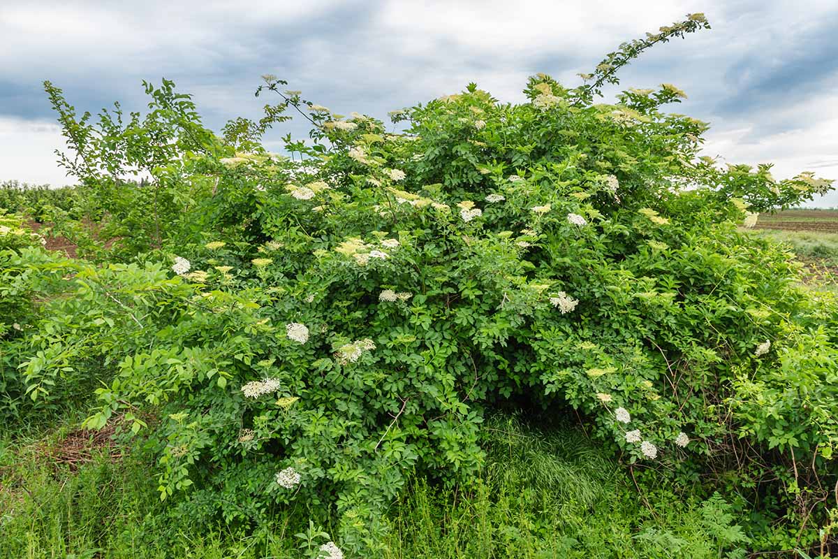 A horizontal image of a large elderberry bush growing wild.