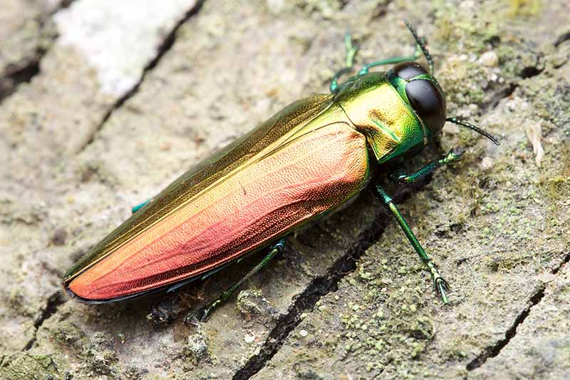 A close up horizontal image of an emerald ash borer beetle.