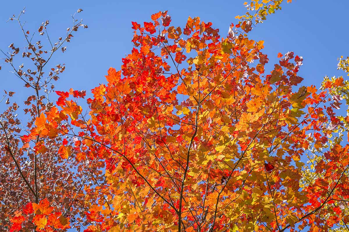 A close up horizontal image of bright red foliage of Acer saccharum contrasting with a blue sky background.