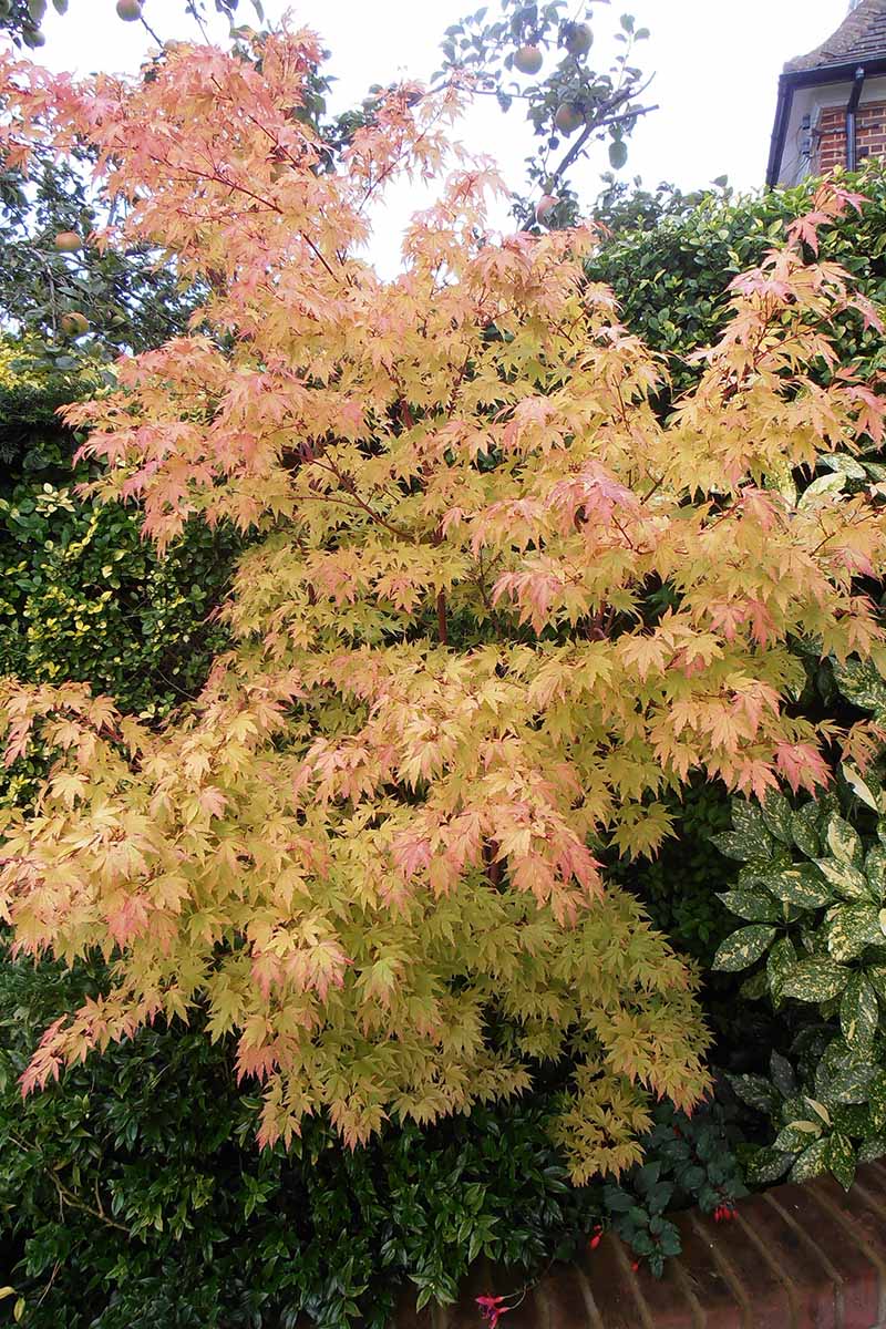 A vertical image of the fall foliage of a coral bark Japanese maple growing in the garden.