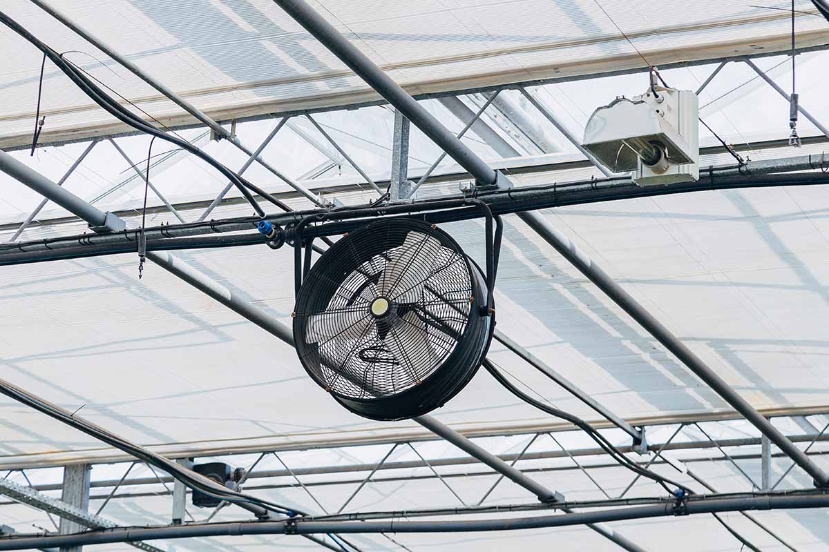A horizontal image of a fan mounted on the ceiling of a commercial glasshouse to provide ventilation.