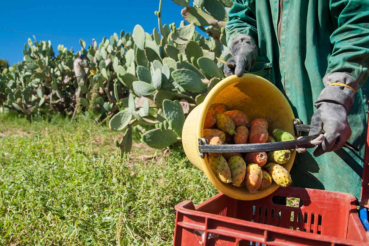 A horizontal image of a farmer emptying a bucket of prickly pears into a plastic crate with cacti in the background.