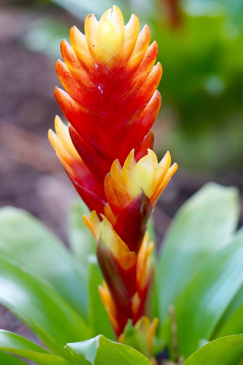 A close up vertical image of a flaming sword bloom pictured on a soft focus background.