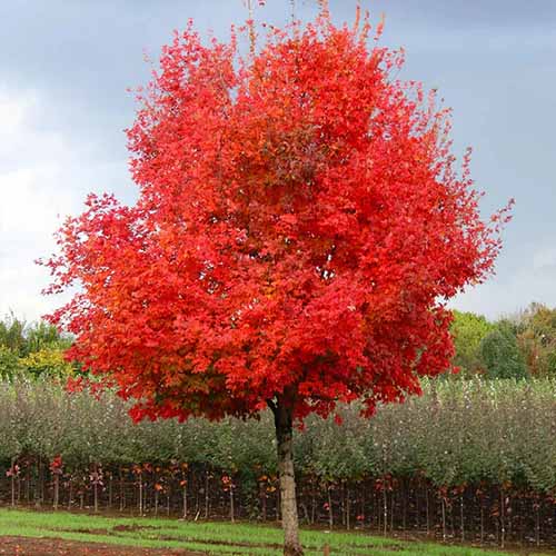 A square image of a bright red sugar maple in a park.