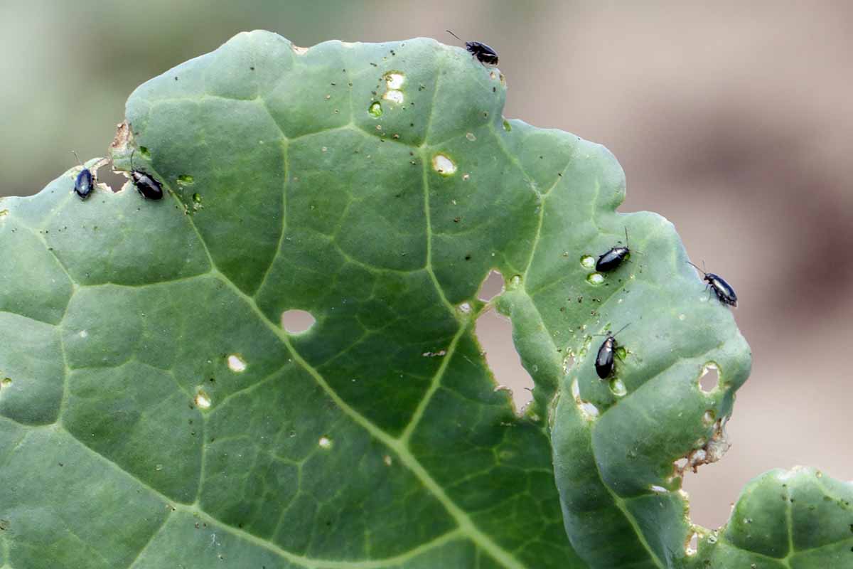 A close up horizontal image of flea beetles infesting and damaging the foliage of a plant pictured on a soft focus background.