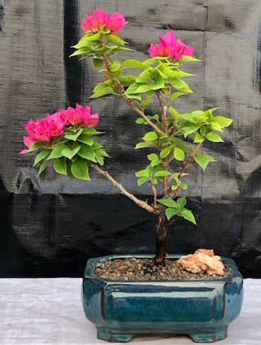 A close up of a pink bougainvillea trained as a bonsai.