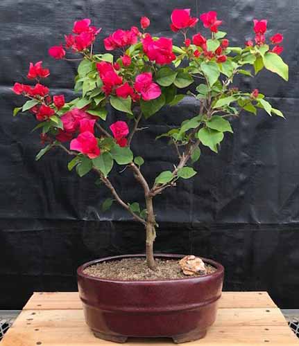 A close up of a bougainvillea trained as a bonsai set on a wooden surface.