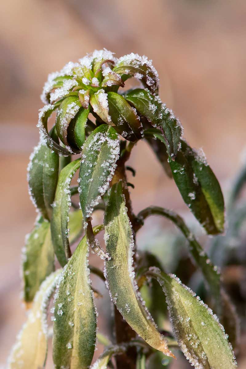 A close up vertical image of a snapdragon plant that has finished blooming with a covering of frost on the foliage pictured on a soft focus background.