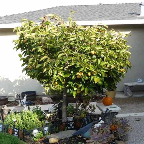 A square image of a small 'Fuyu' Asian persimmon tree growing outside a residence.