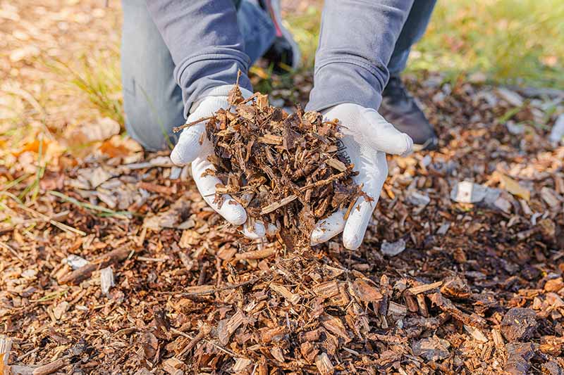 A close up horizontal image of two hands holding bark and wood chip mulch.