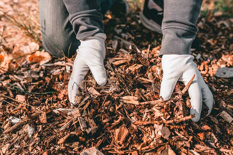 A close up horizontal image of a gardener with gloves on applying mulch.