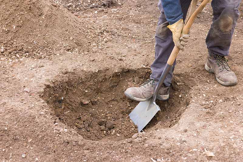 A horizontal image of a gardener digging a hole in the ground with a spade.