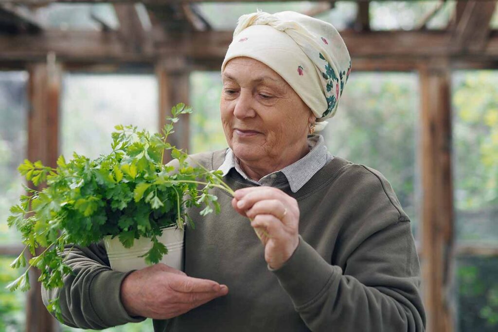 A close up horizontal image of a gardener holding a potted cilantro plant in a greenhouse.