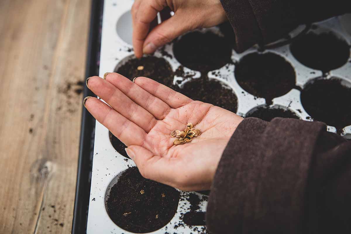 A close up horizontal image of two hands from the right of the frame sowing seeds into small pots.