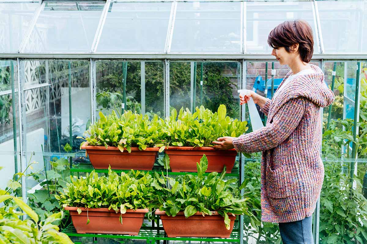 A horizontal image of a gardener watering potted plants in a greenhouse.
