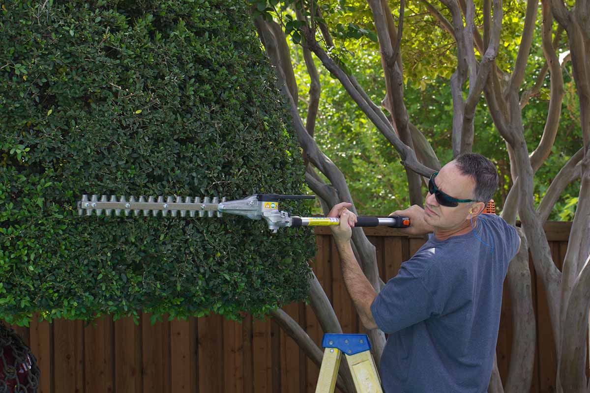 A horizontal image of a grumpy looking gardener using a hedge trimmer to prune a large yaupon holly bush.
