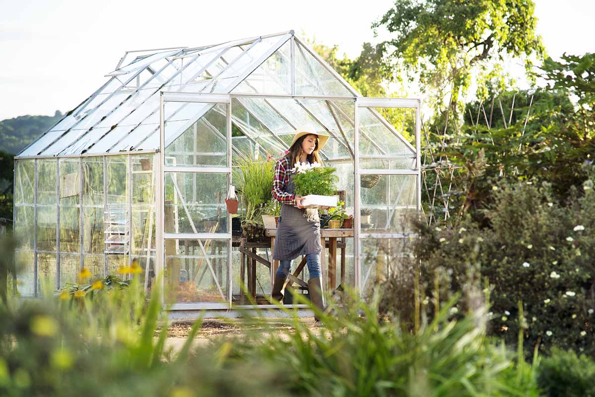 A horizontal image of a gardener walking out of a backyard greenhouse with a tray of plants pictured in light evening sunshine.