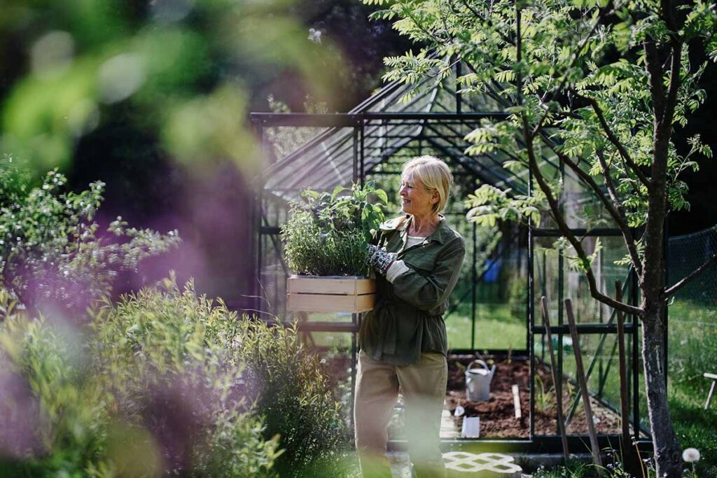 A close up horizontal image of a gardener walking out of a greenhouse holding a tray of plants.