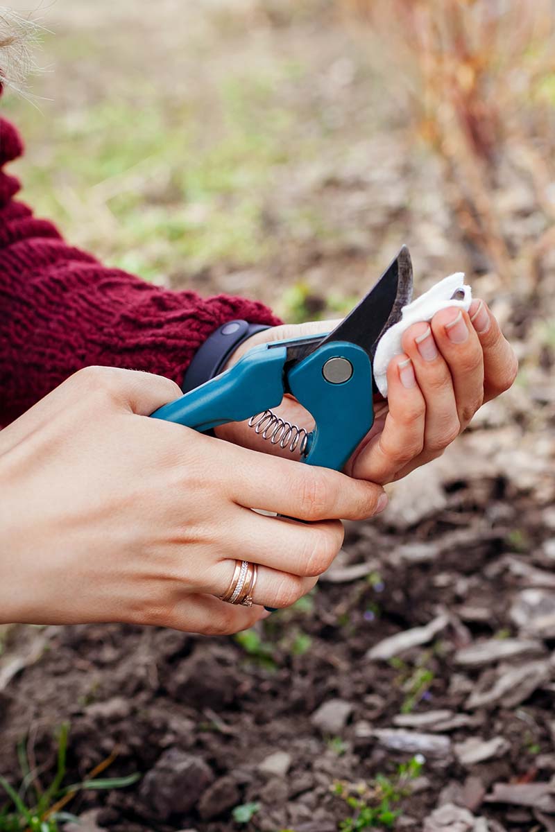 A close up vertical image of a gardener sanitizing a pair of secateurs.