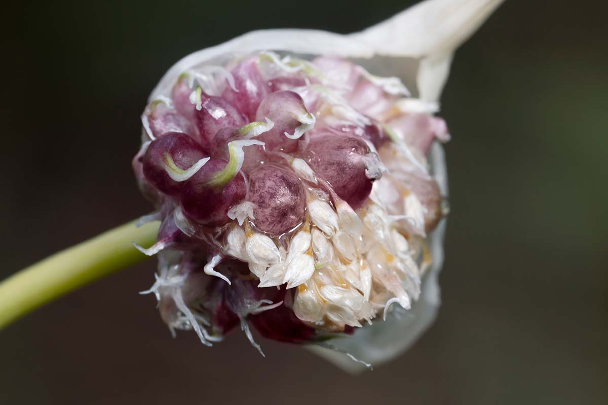 A close up horizontal image of a garlic flower showing the bulbils, pictured on a soft focus background.