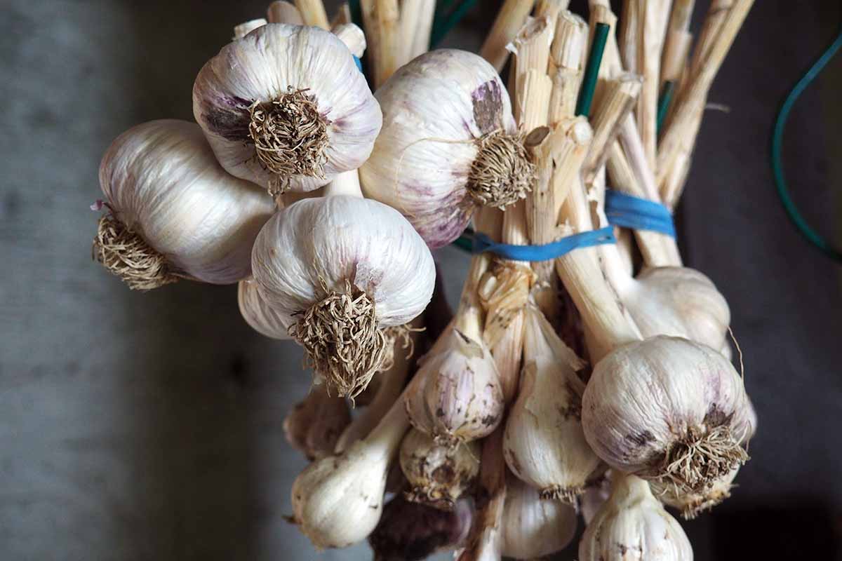 A close up horizontal image of bunches of hardneck garlic hanging up in a shed.