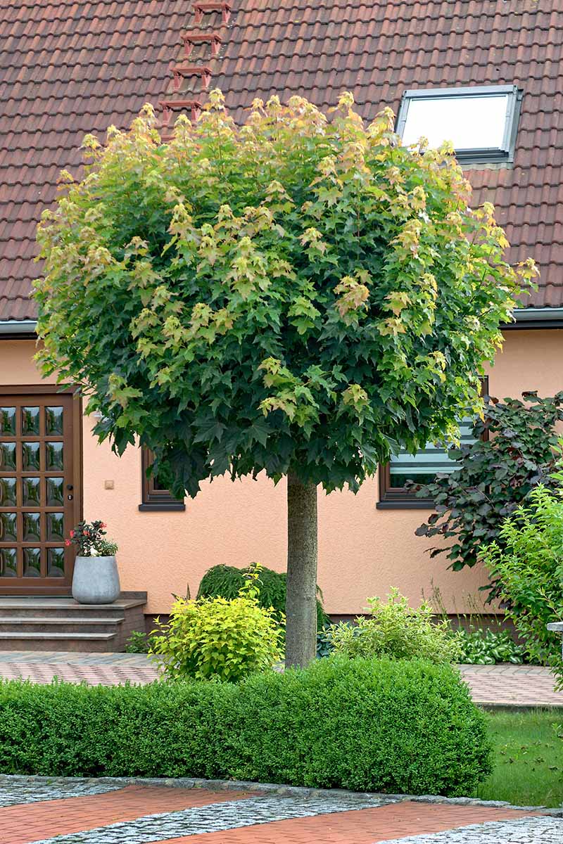A vertical image of an Acer platanoides 'Globosum' tree growing in a front yard with a residence in the background.