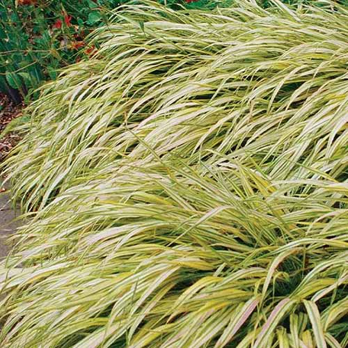 A close up square image of golden variegated hakone grass growing in a garden border.