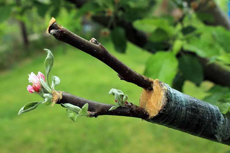 A close up horizontal image of the branch of a tree being propagated by grafting.