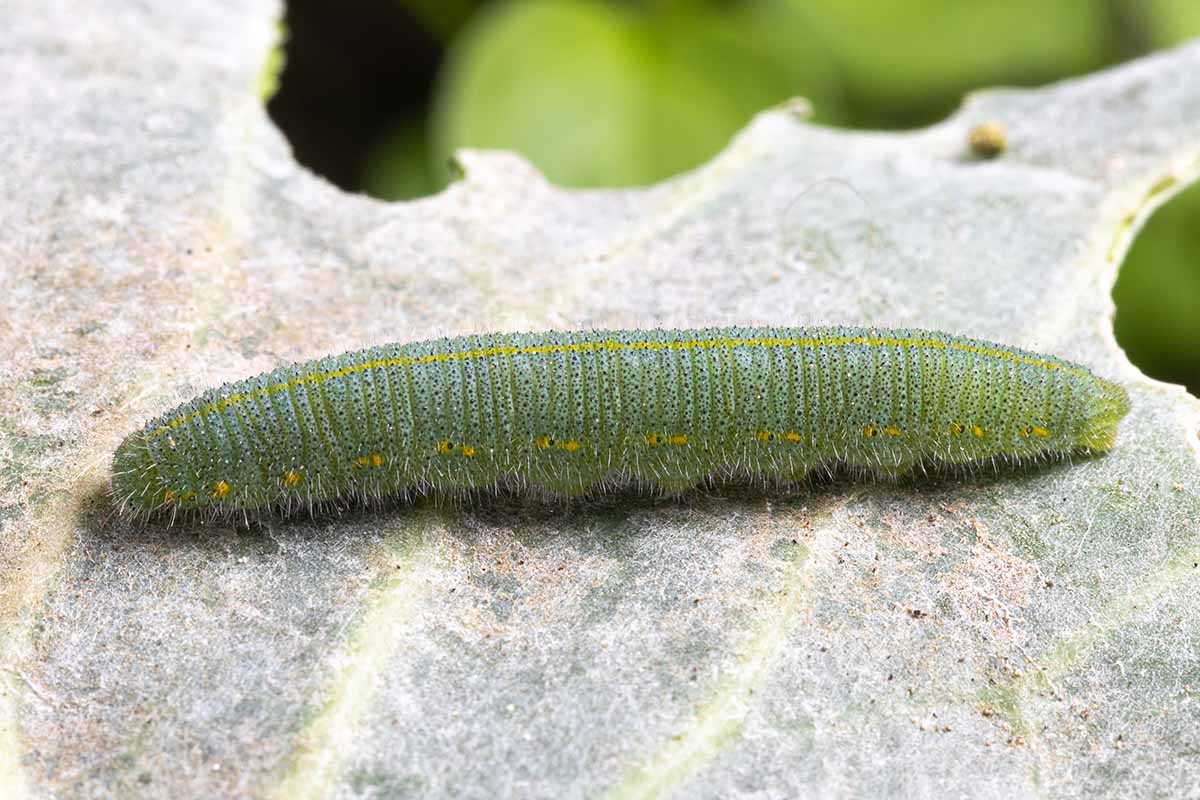 A close up horizontal image of a green Pieris rapae caterpillar on the surface of a leaf.