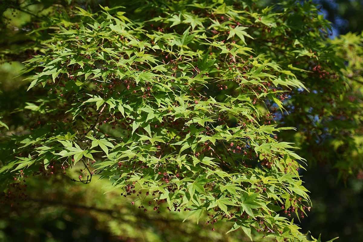 A close up horizontal image of an Acer palmatum tree growing in the garden pictured in bright sunshine.