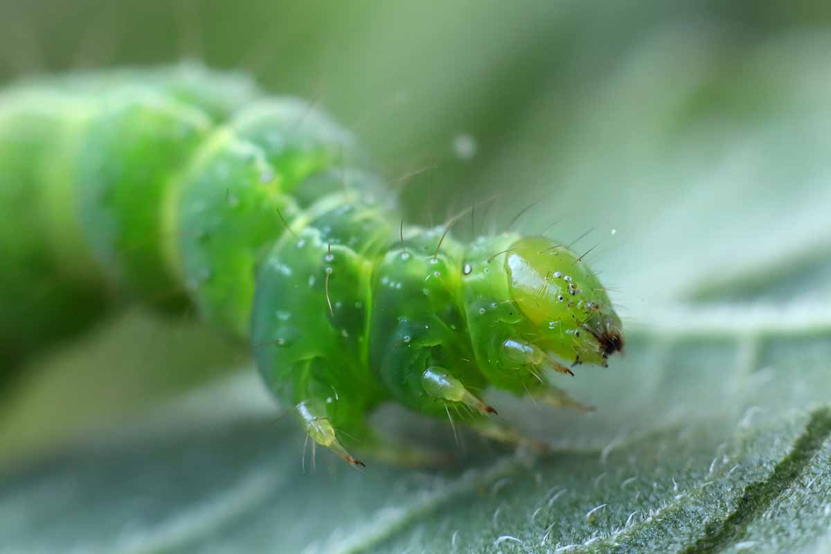 A close up horizontal image of a green hungry caterpillar on the surface of a leaf.