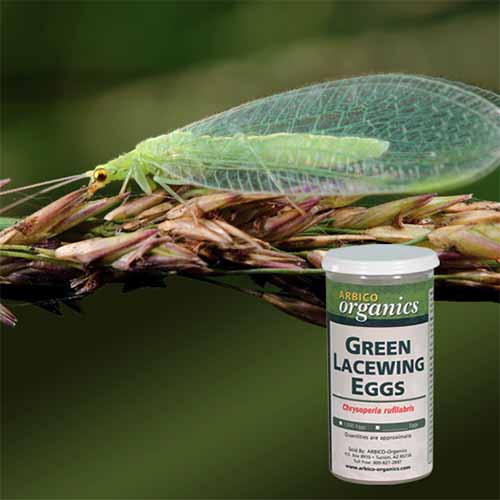 A square image of a green lacewing on a plant with a bottle of eggs to the bottom right of the frame.