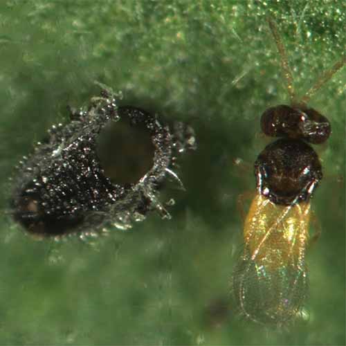 A close up of greenhouse whitefly parasites in high magnification.