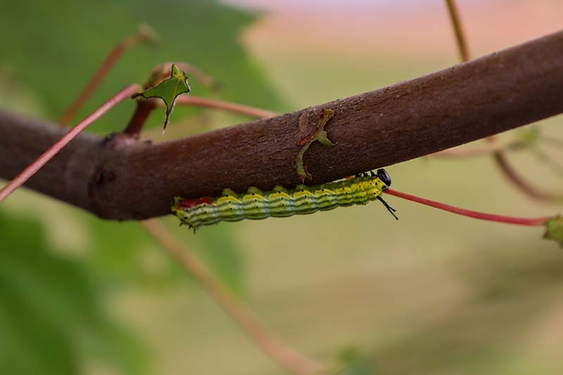 A close up of a caterpillar walking upside down on the branch of a tree pictured on a soft focus background.