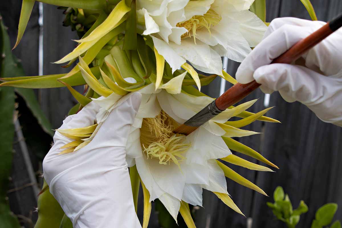 A close up horizontal image of a gardener's gloved hands using a paintbrush to hand-pollinate a flower.