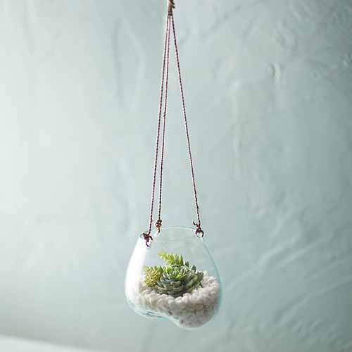 A square image of a hanging glass planter with an air plant inside it isolated on a light blue background.