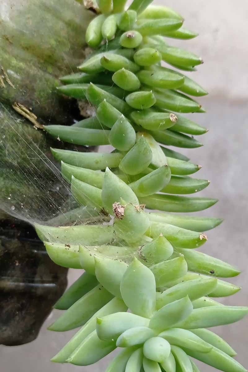 A close up vertical image of the succulent foliage of Sedum morganianum 'Harry Butterfield' cascading over the side of a pot.