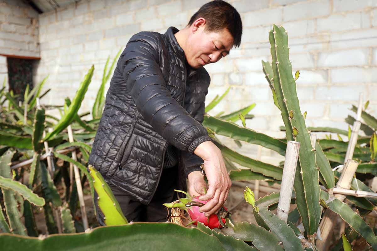 A close up of a gardener harvesting dragon fruit. Editorial credit: junrong / Shutterstock.com.