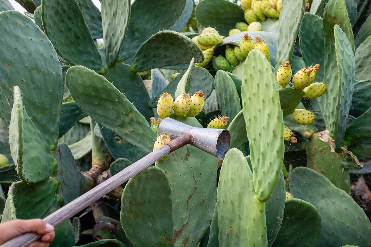 A close up horizontal image of a gardener using a traditional metal tool to harvest prickly pear fruits from the cacts.
