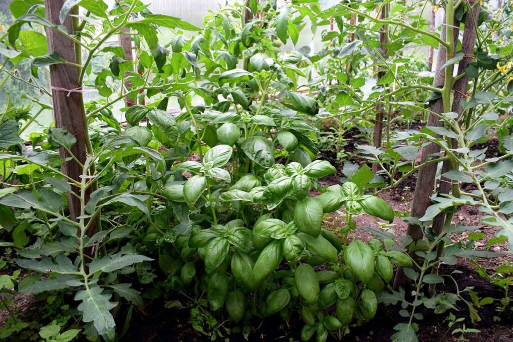 A close up horizontal image of herbs growing in a greenhouse.